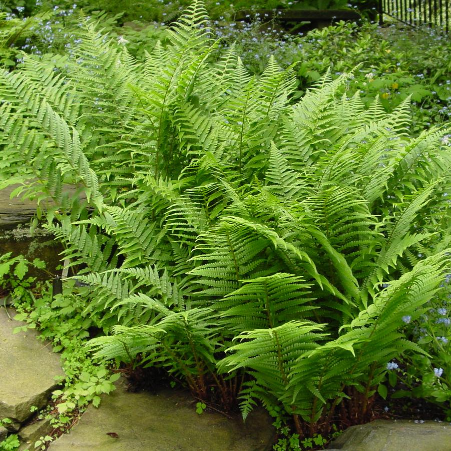 Athyrium filix-femina 