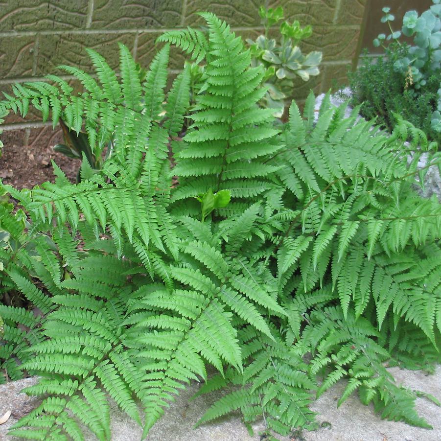 Athyrium filix-femina 