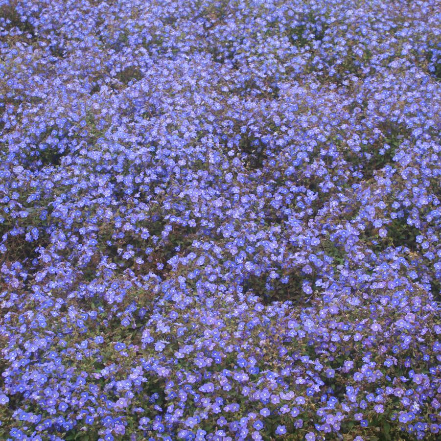 Veronica peduncularis Georgia Blue