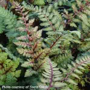 Athyrium niponicum pictum Regal Red