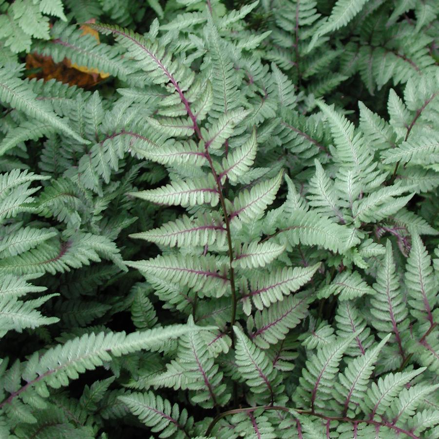 Athyrium niponicum Pictum