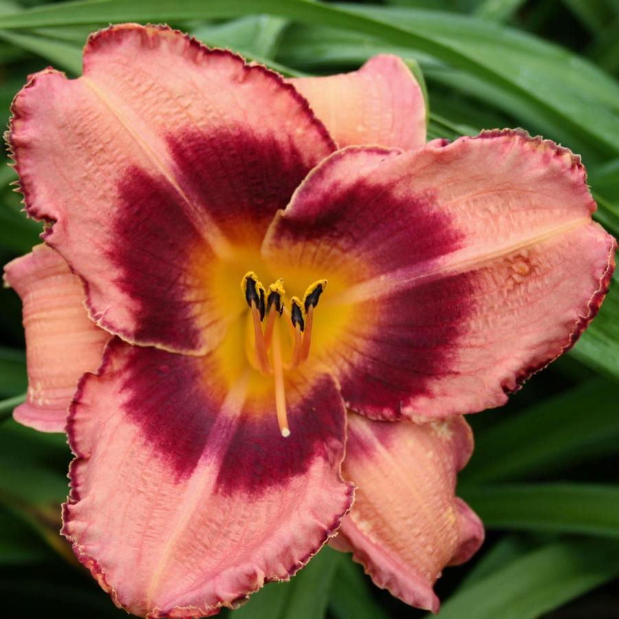 Hemerocallis Just Plum Happy