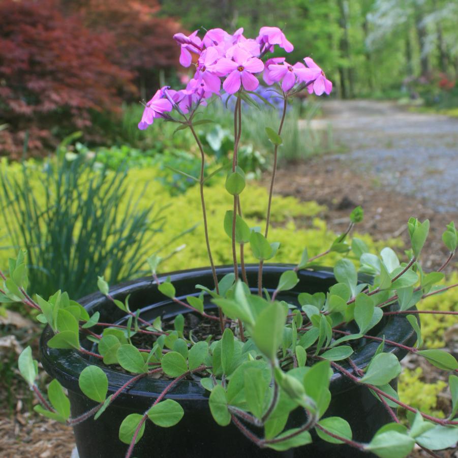 Phlox stolonifera Home Fires