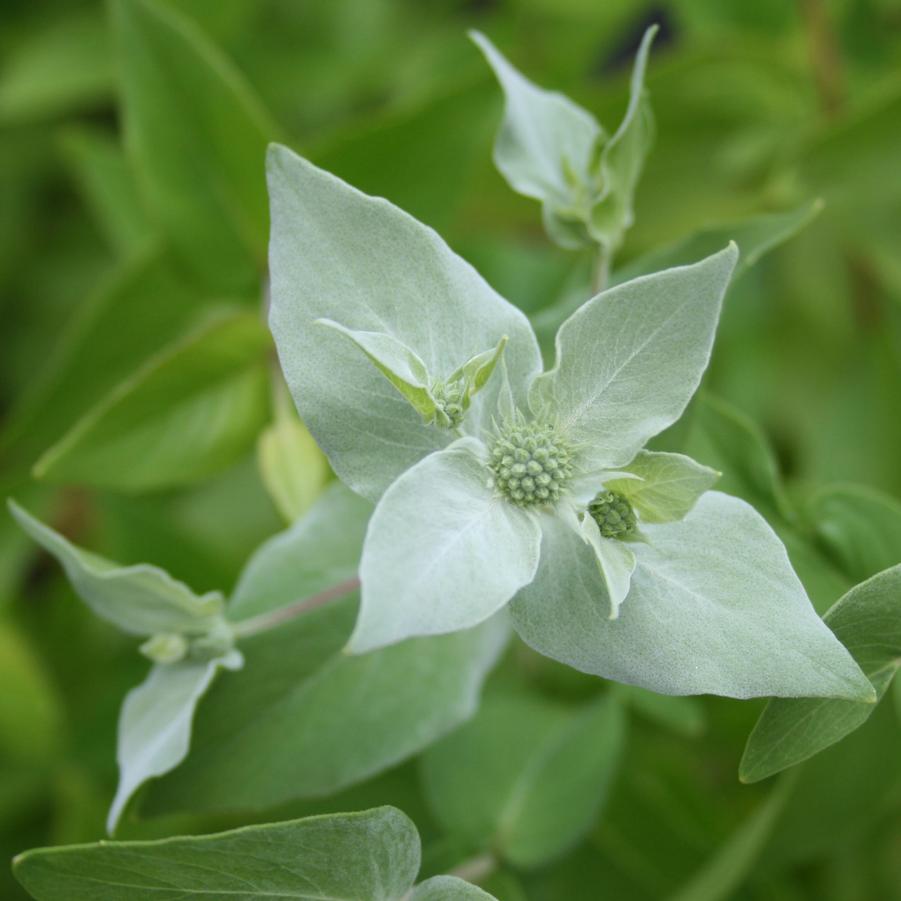 Pycnanthemum muticum 