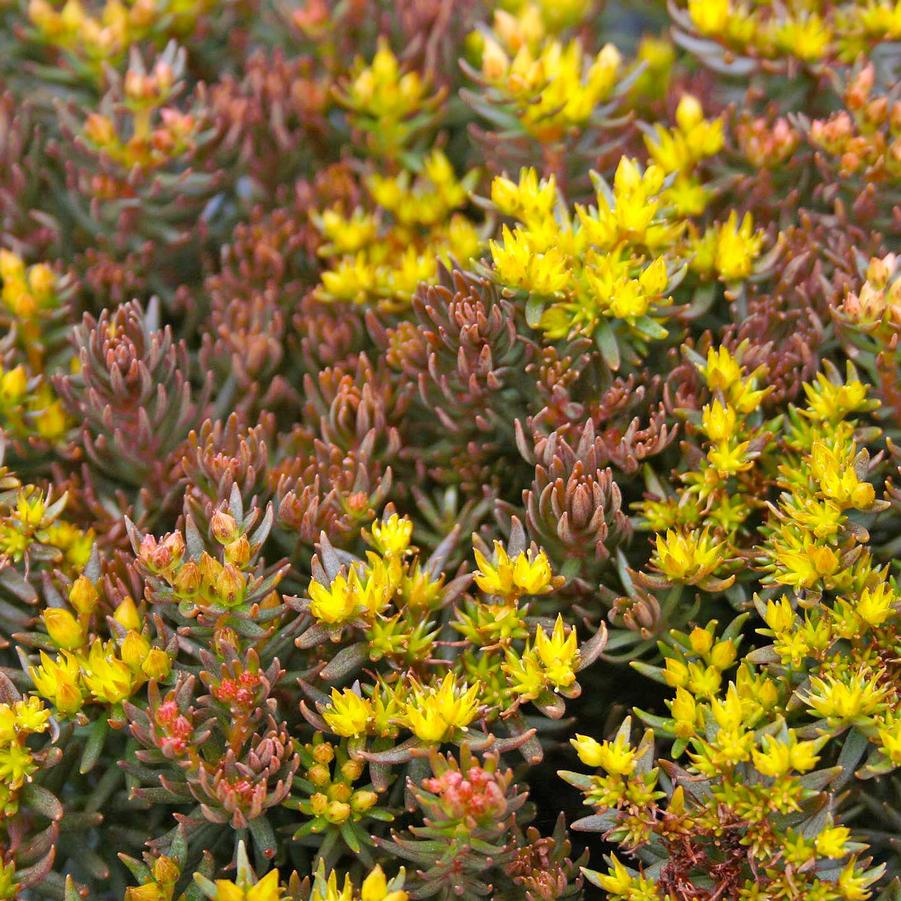 Sedum hakonense Chocolate Ball