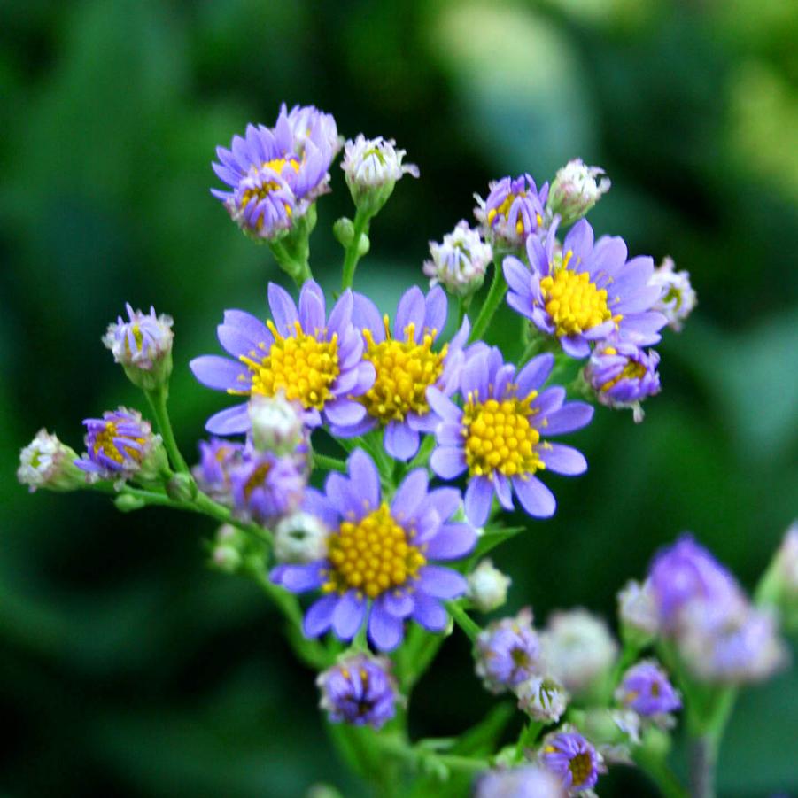 Aster tataricus Jindai