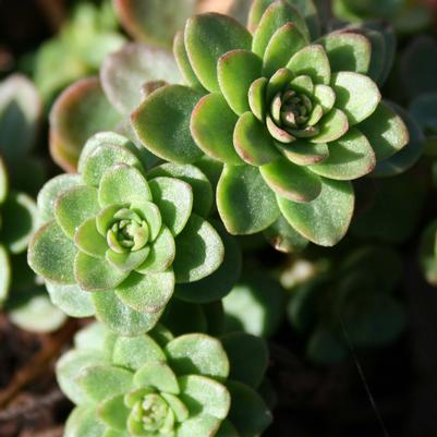 Sedum ternatum 