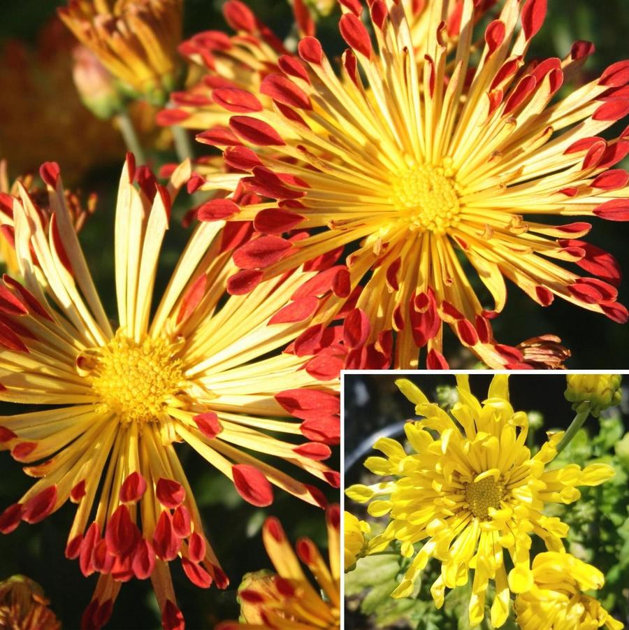 Chrysanthemum (Dendranthema) Matchsticks