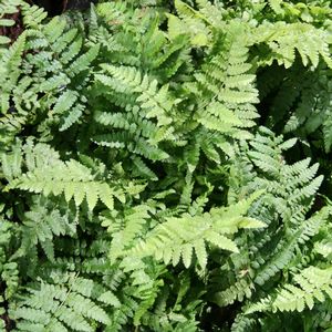 Dryopteris remota 