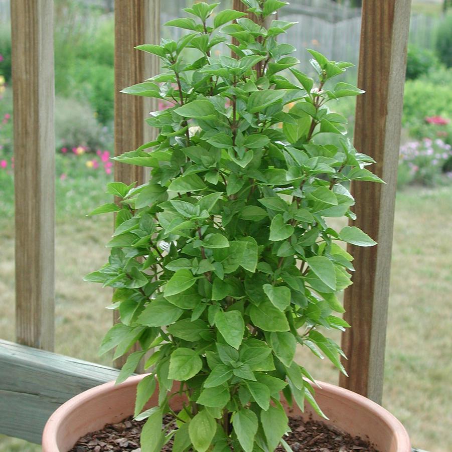 Basil Greek Columnar