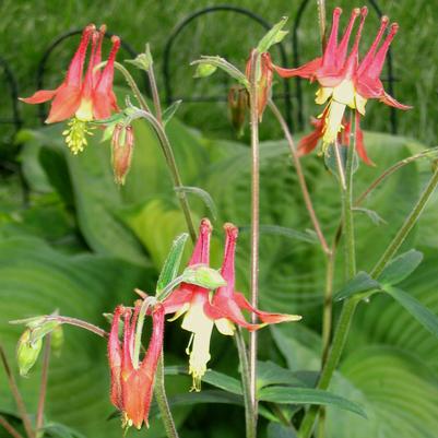 Aquilegia canadensis 