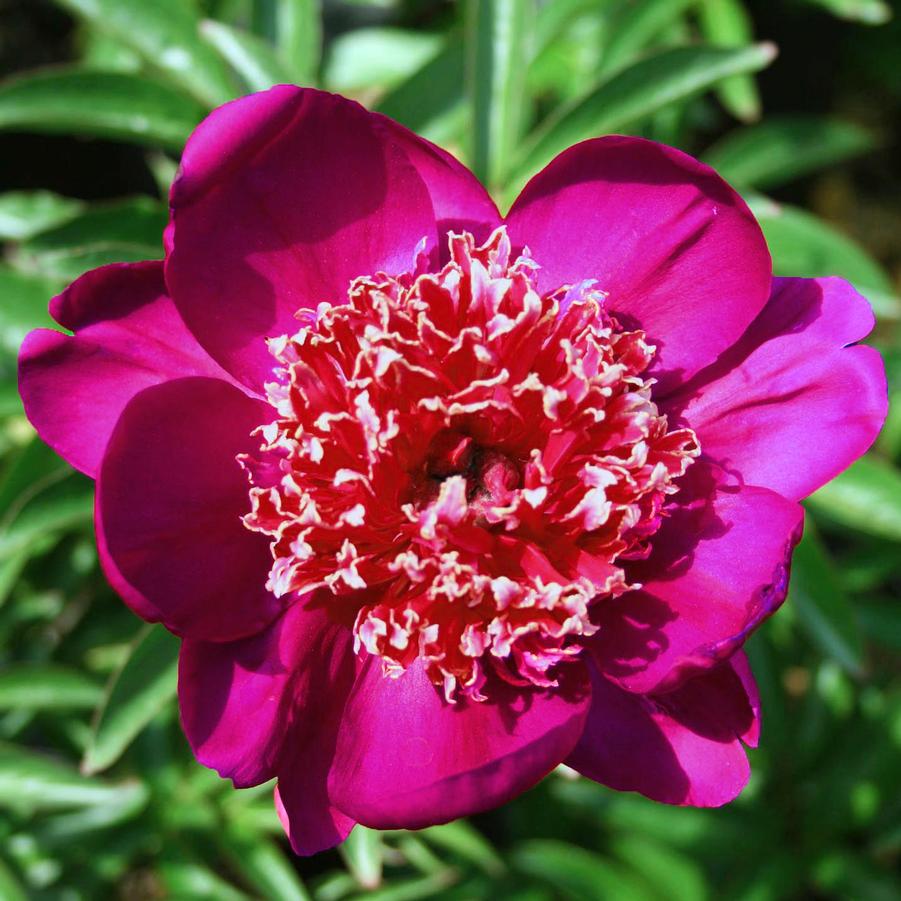 Paeonia lactiflora Nippon Beauty