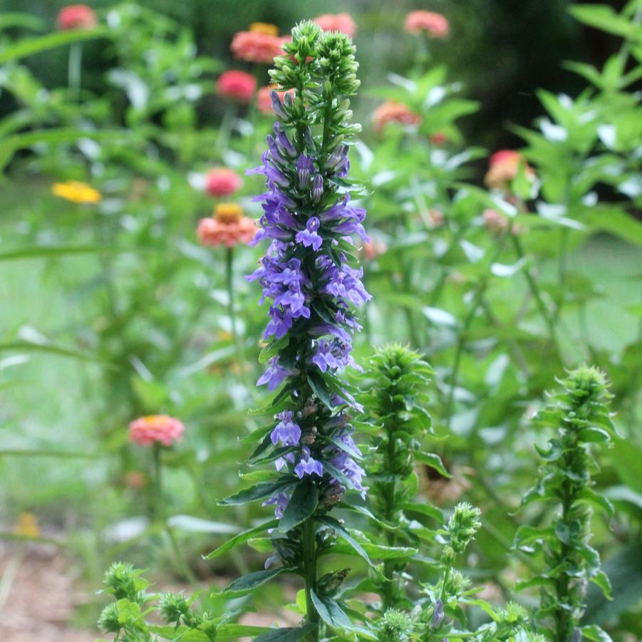 Lobelia siphilitica 