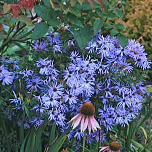 Aster (Symphyotrichum) oblongifolium October Skies