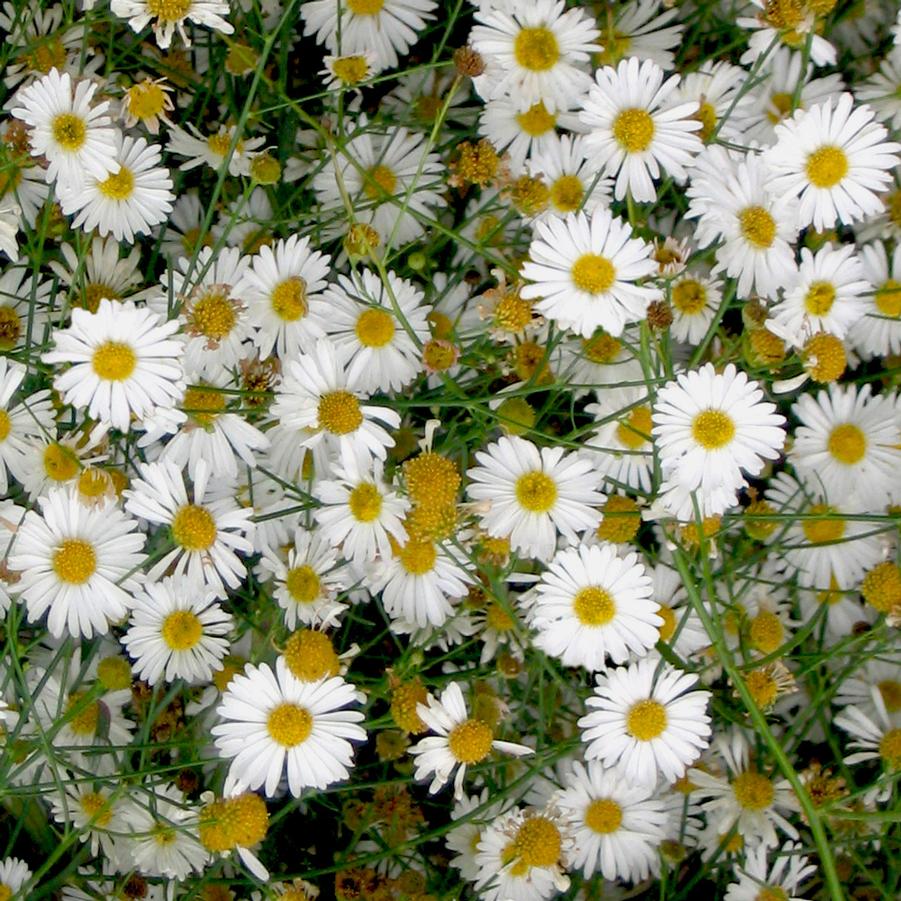 Boltonia asteroides Snowbank