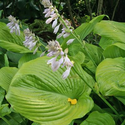 Hosta Fried Bananas