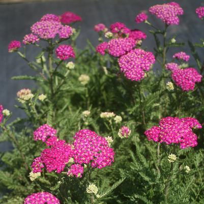 Achillea millefolium New Vintage™ Violet