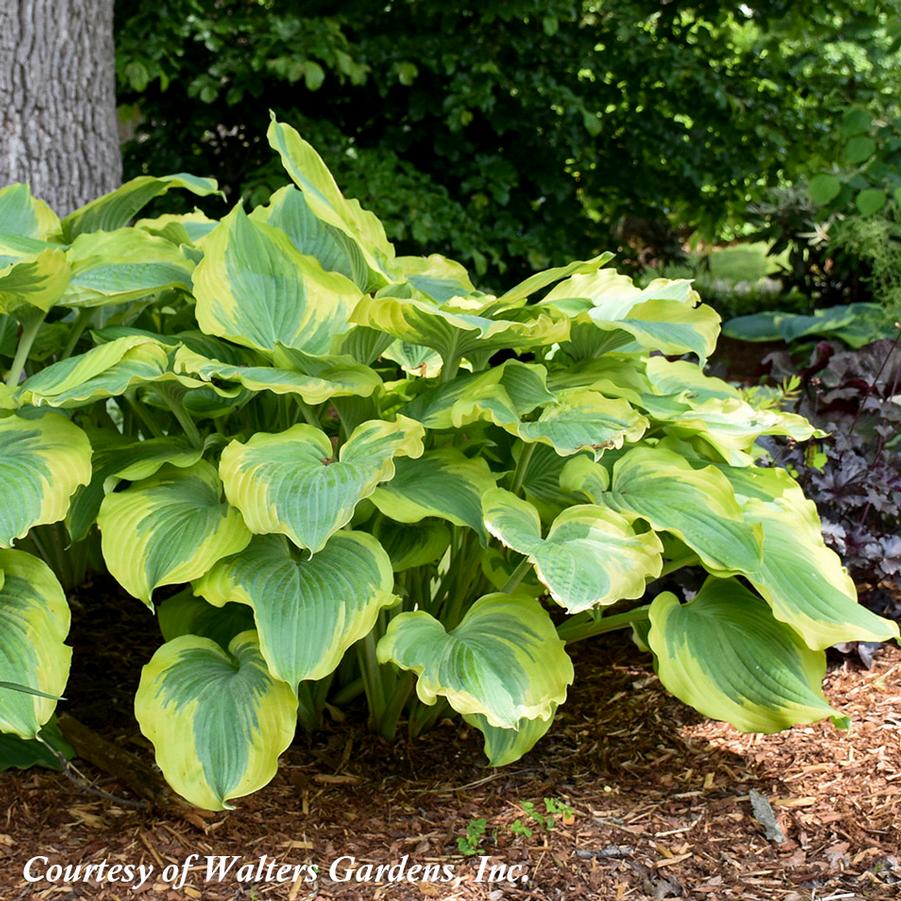 Hosta Seducer