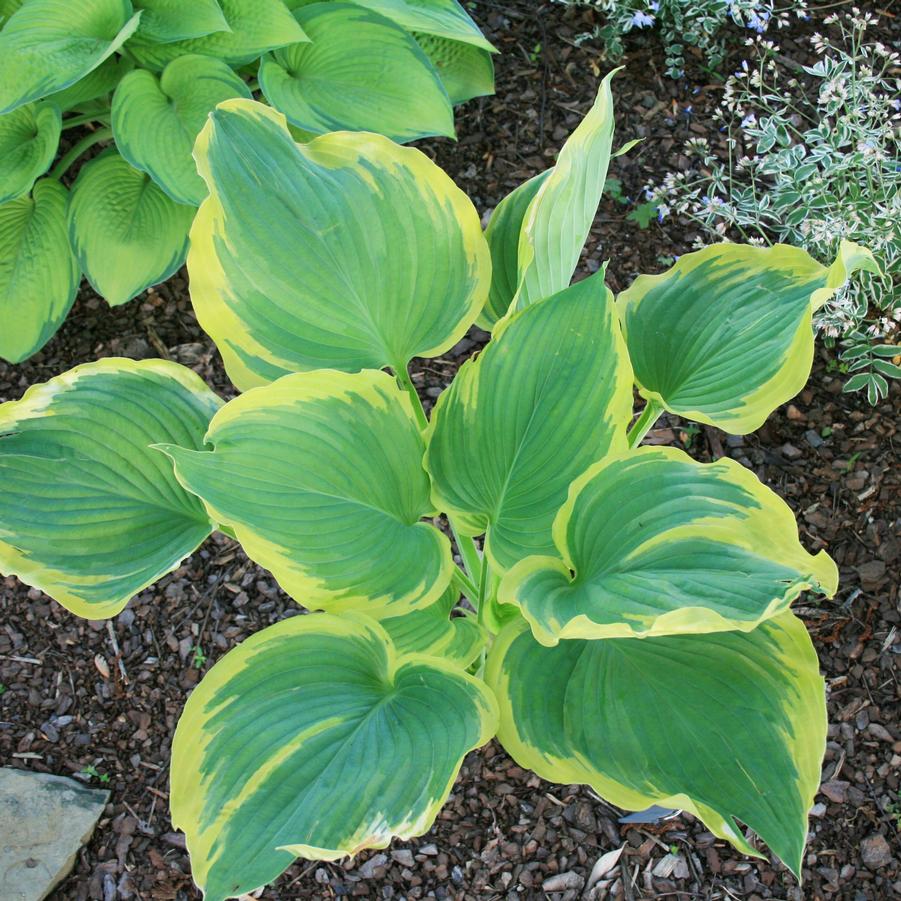 Hosta Seducer