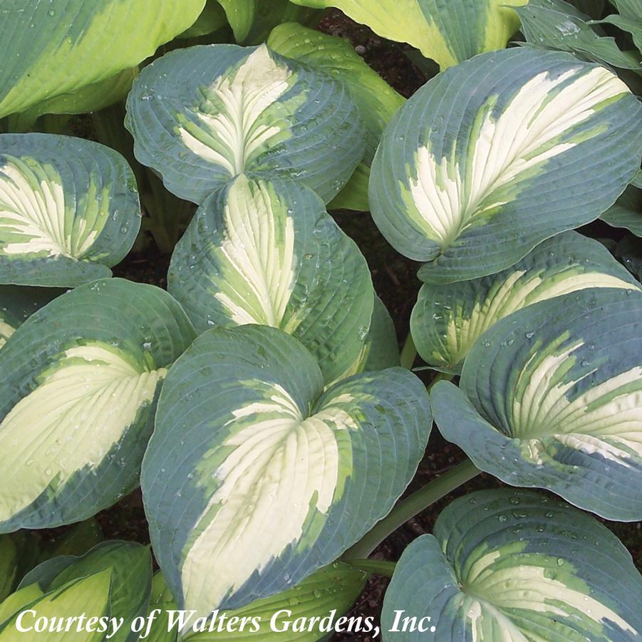 Hosta Hudson Bay