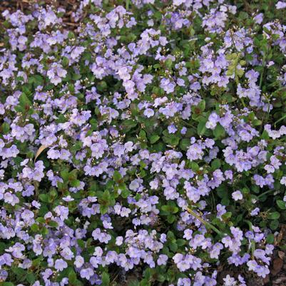 Veronica peduncularis Waterperry Blue