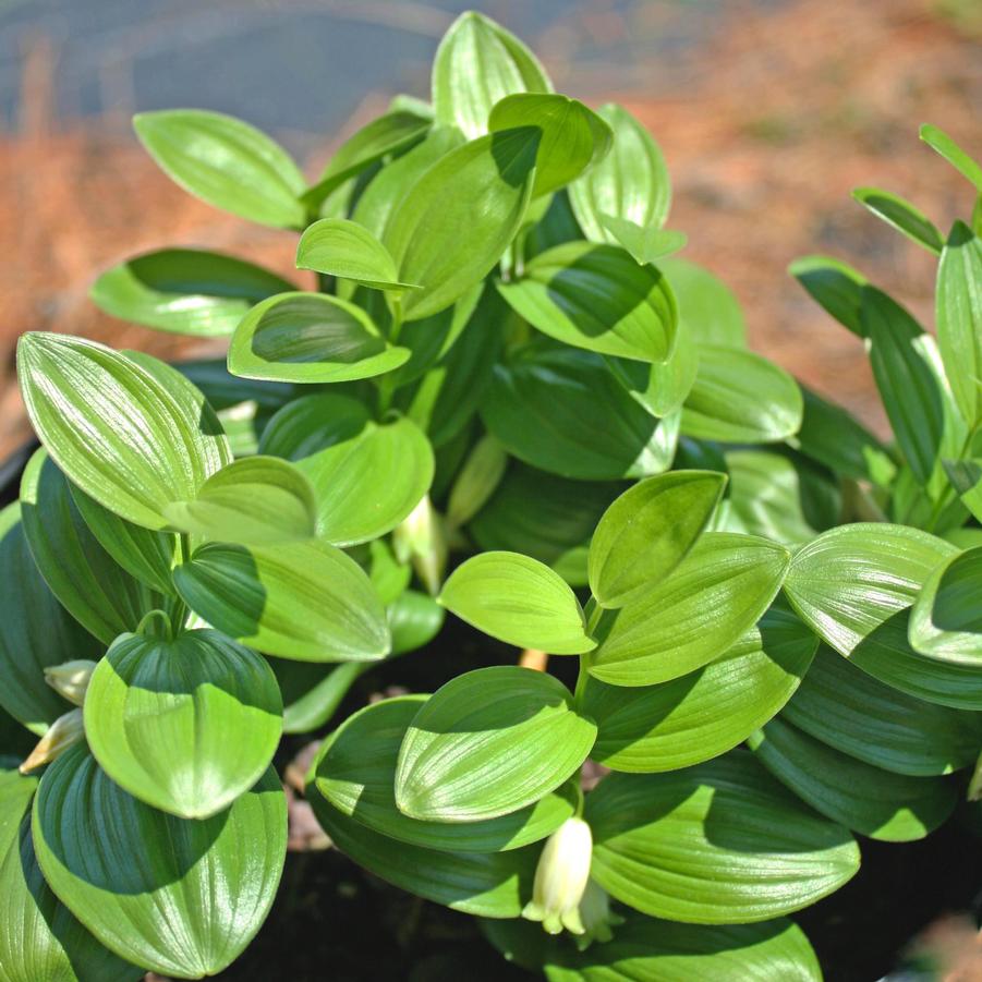 Polygonatum humile 