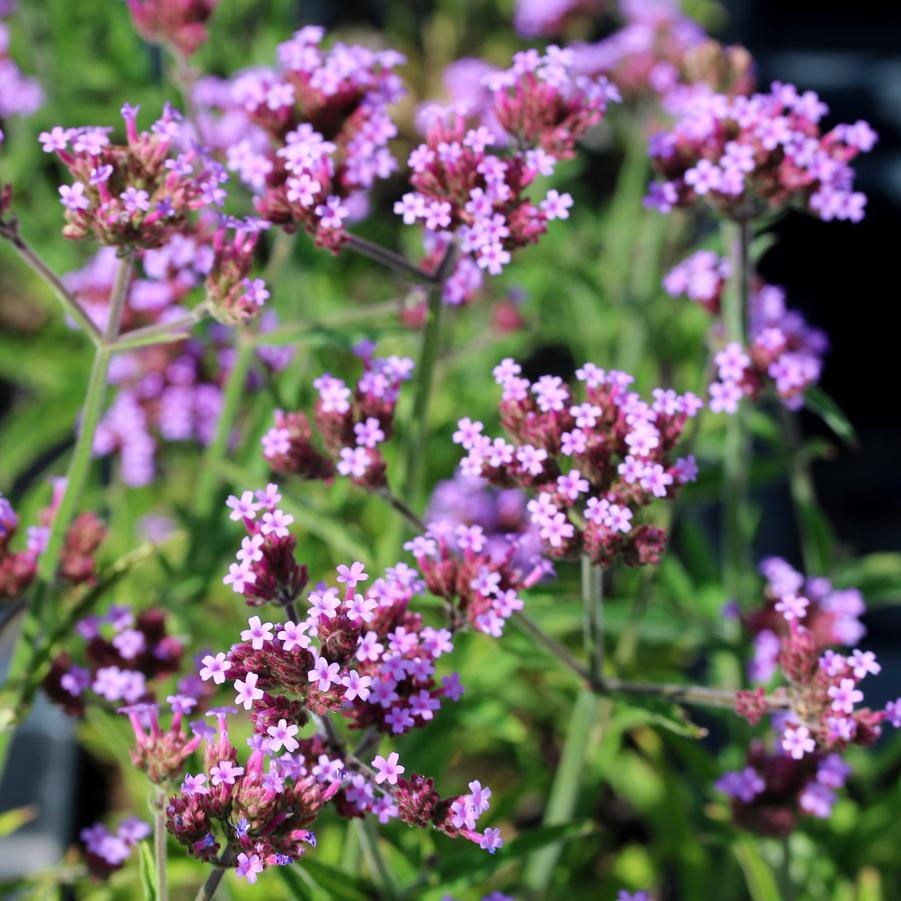 Verbena bonariensis Lollipop