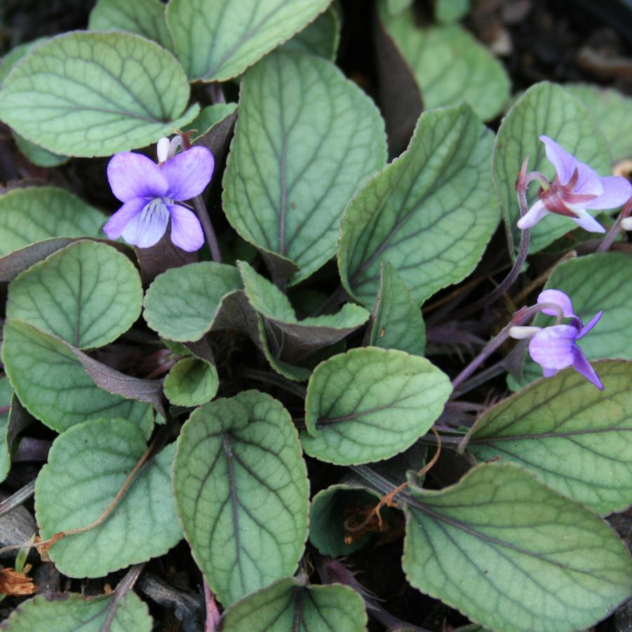 Viola walteri Silver Gem