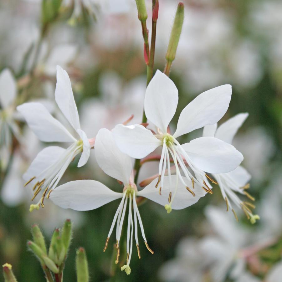 Gaura lindheimeri Ballerina White