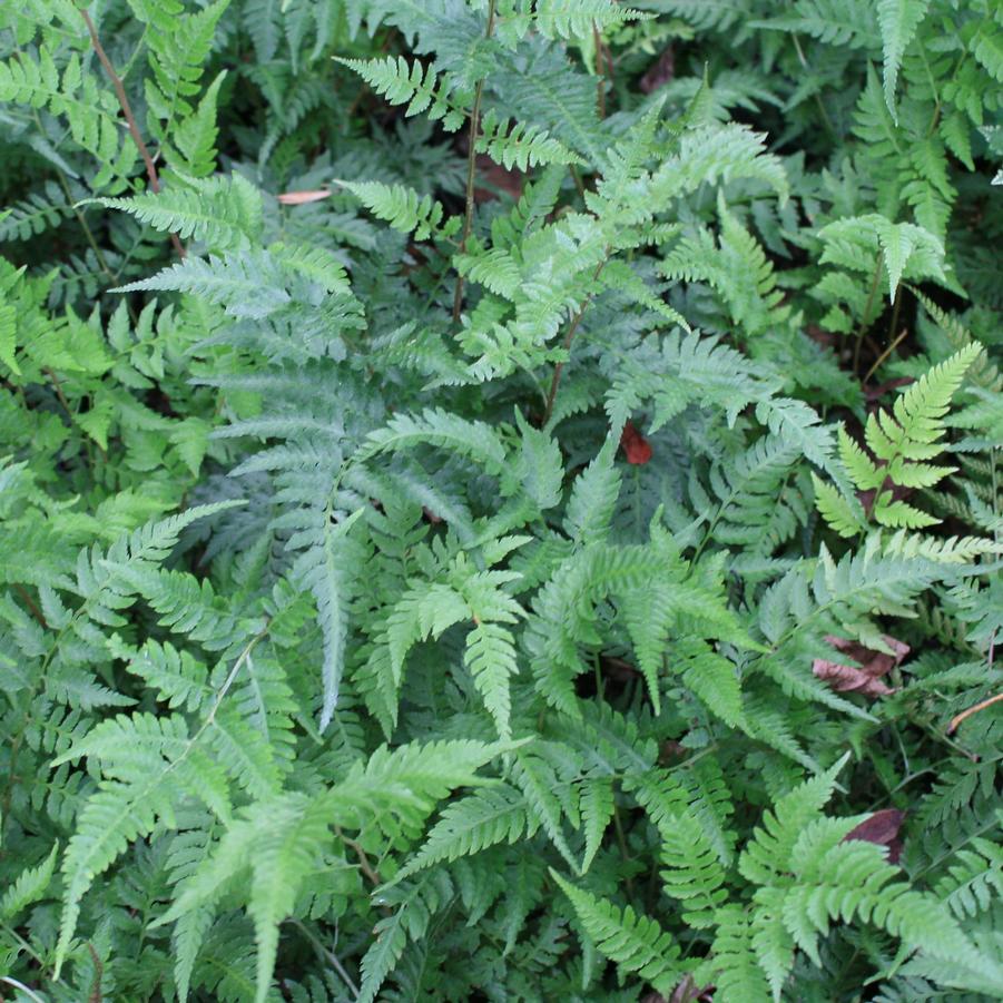 Dryopteris championii Champion's Wood