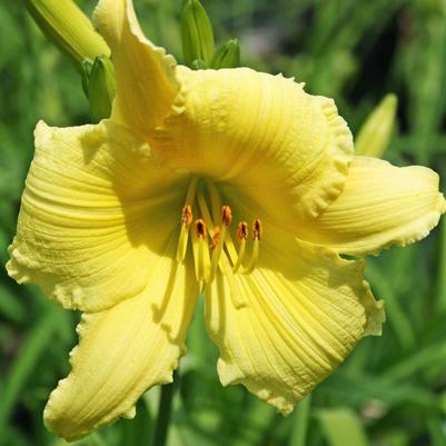 Hemerocallis Big Time Happy