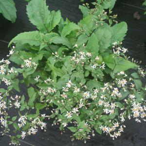 Aster (Eurybia) divaricata Eastern Star