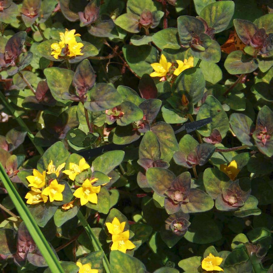 Lysimachia congestiflora Persian Chocolate