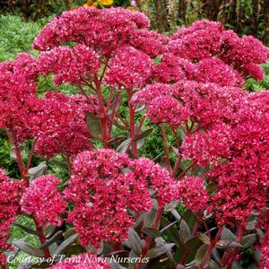 Sedum Thunderhead