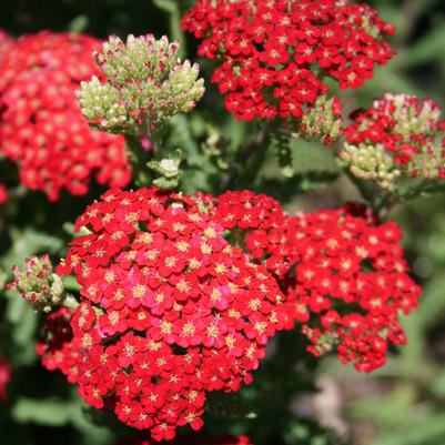 Achillea millefolium Paprika