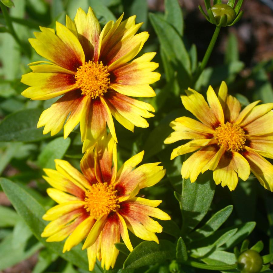 Coreopsis Enchanted Eve