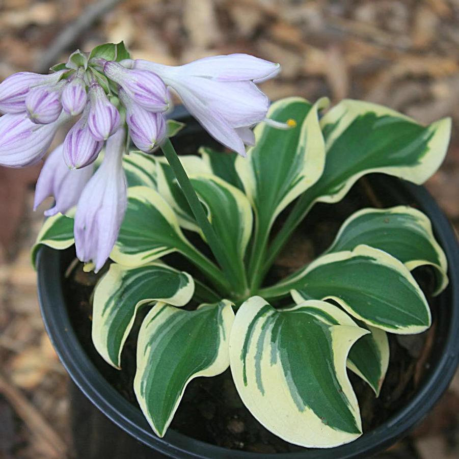 Hosta Mini Skirt