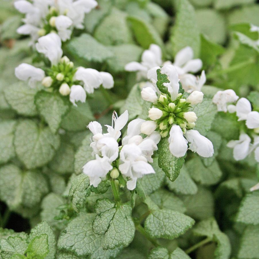 Lamium maculatum White Nancy