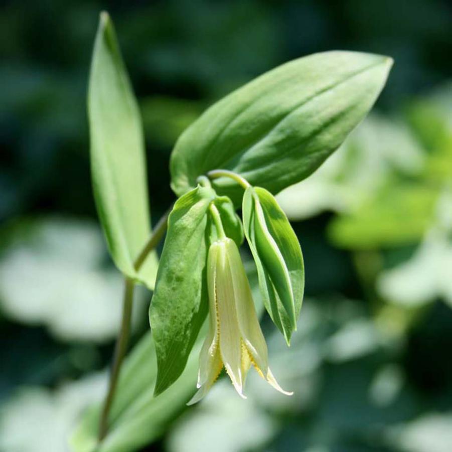 Uvularia grandiflora 