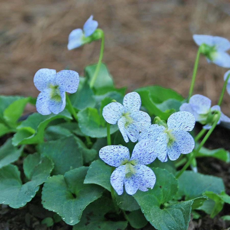 Viola sororia Freckles