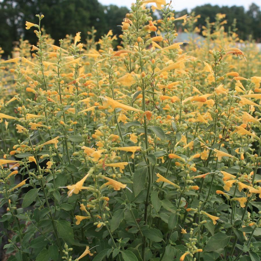 Agastache aurantiaca Sunset Yellow