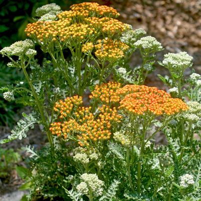 Achillea millefolium Sassy Summer Sunset