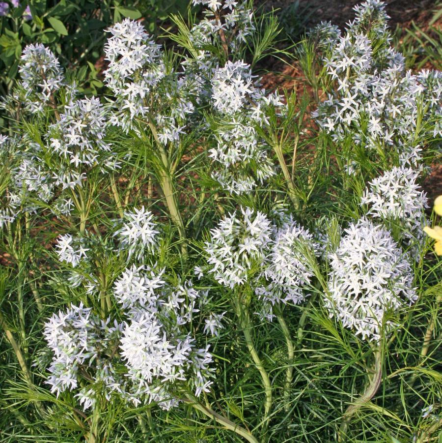 Amsonia hubrichtii 