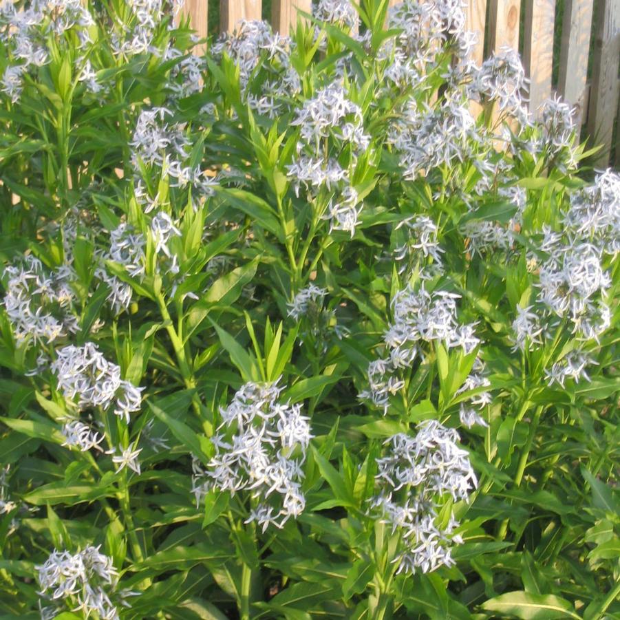 Amsonia tabernaemontana 