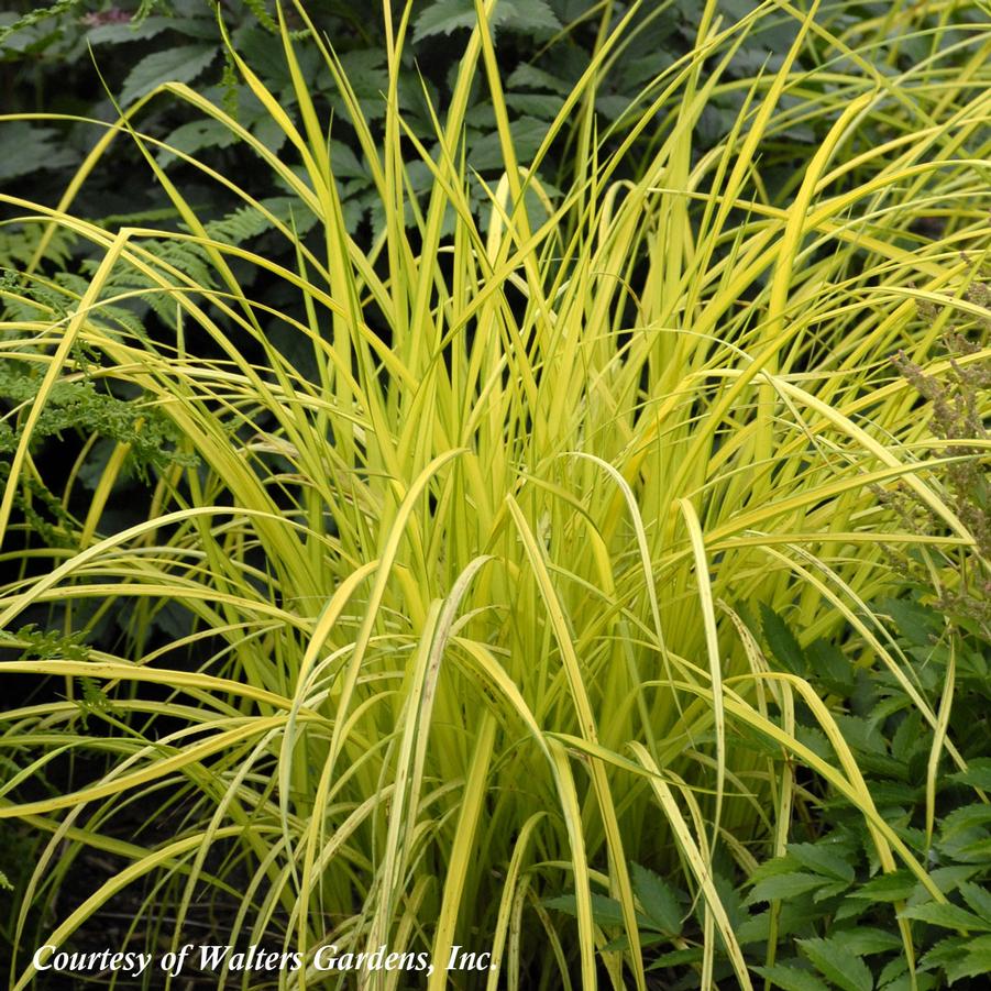 Carex elata Bowles Golden