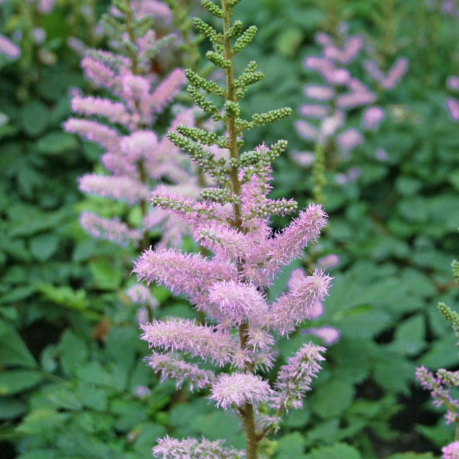 Astilbe chinensis Pumila