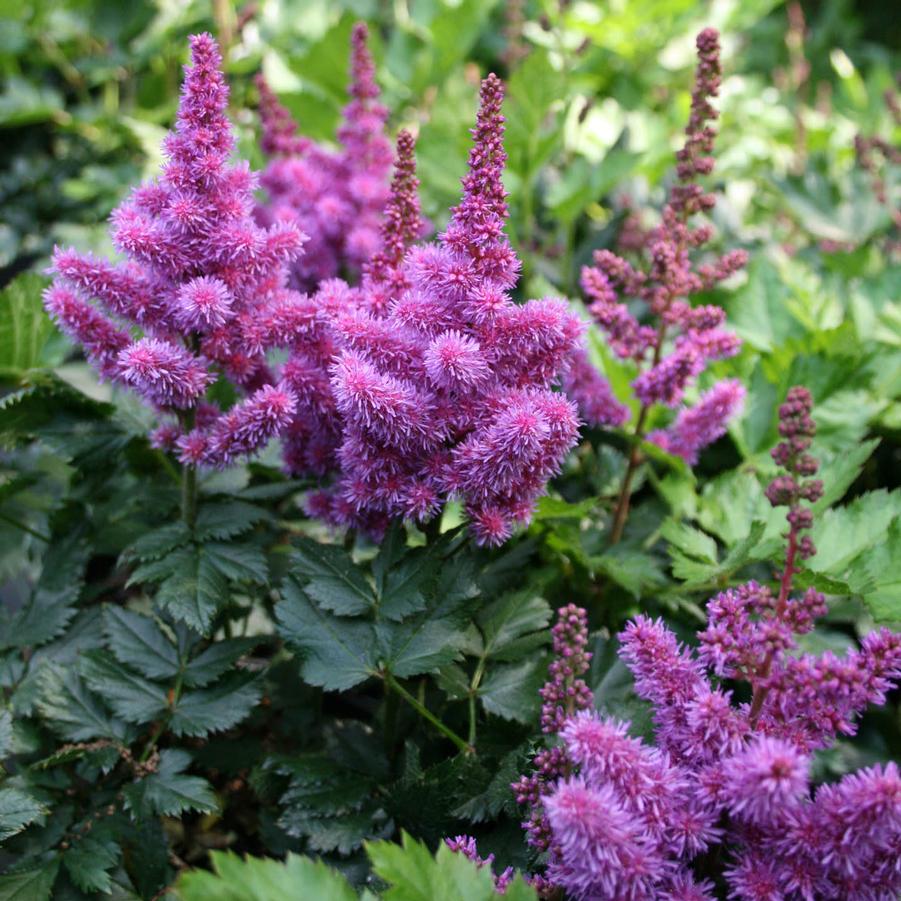 Astilbe chinensis Visions