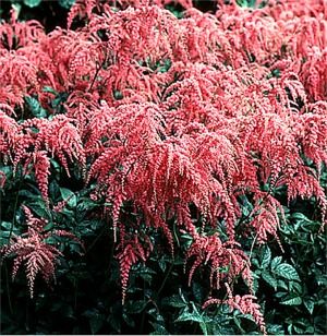 Astilbe thunbergii Ostrich Plume