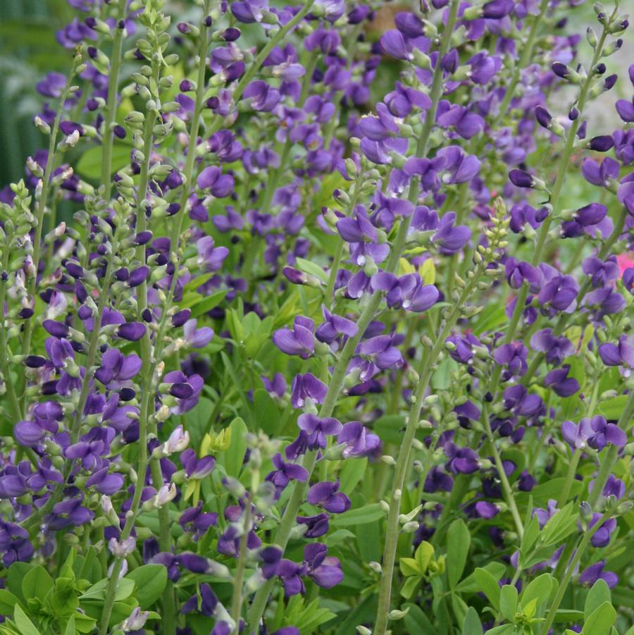 Baptisia australis 