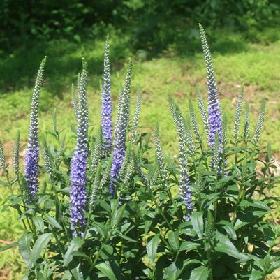 Veronica longifolia Blue Skywalker